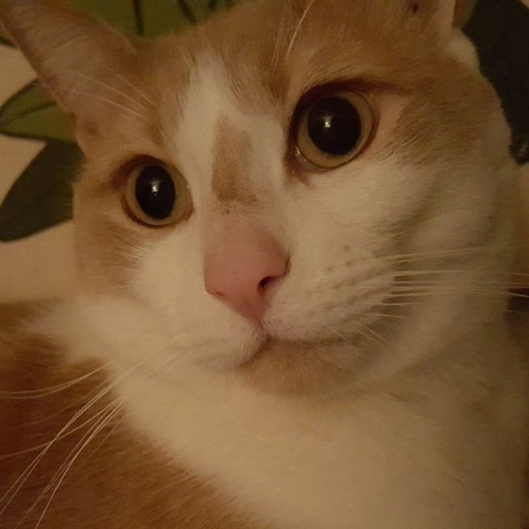 bellacatgirl